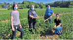 Trotz trockener Bedingungen und kalten Nächten im Frühjahr blickt Anbauberaterin Annaleen Kurfess (von rechts) zusammen mit den Wilferdinger Nebenerwerbslandwirten Wilfried und Friedhelm Leonhardt sowie Sabine Zarnik vom Landwirtschaftsamt Enzkreis der Kartoffelernte optimistisch entgegen.