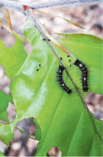 Schwammspinnerraupen auf Eichenblättern, aufgenommen in einem Waldstück bei Krautheim.