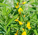 Der Ostindische Hanf ist eine geeignete Zwischenfrucht für warme Standorte und frühe Saattermine.