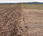 Das Stroh bleibt nach der Ernte auf dem Feld. Rechts vor der Bodenbearbeitung, links nach dem oberflächlichen Grubbern im Herbst in etwa 4 cm Tiefe.