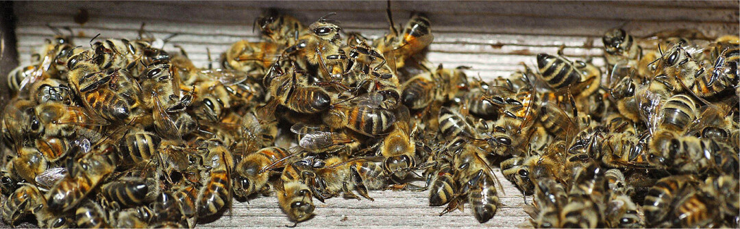 Tote Bienen am Flugloch. Ob sie vergiftet wurden, kann nur eine Laboranalyse klären.