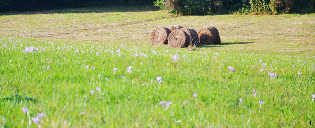 Auf immer mehr extensiv genutzte Flächen wandert die Herbstzeitlose ein. Weideerfahrene Tiere selektieren die Pflanze im frischen Futter aus, im Heu oder in der Silage ist das aber nicht mehr möglich. Solches Futter darf nicht in den Verkehr gebracht werden.