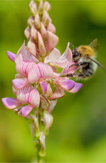 Die Esparsette ist gut als Zwischenfrucht für trockene Standorte geeignet.