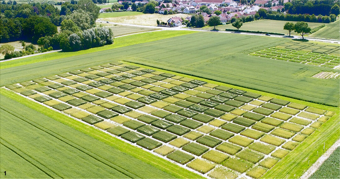 Seit 1984 wird im Langzeitversuch die Wirkung von organischen Düngern untersucht. Dabei werden 50 verschiedene Kombinationen aus organischer und mineralischer Stickstoffdüngung getestet.