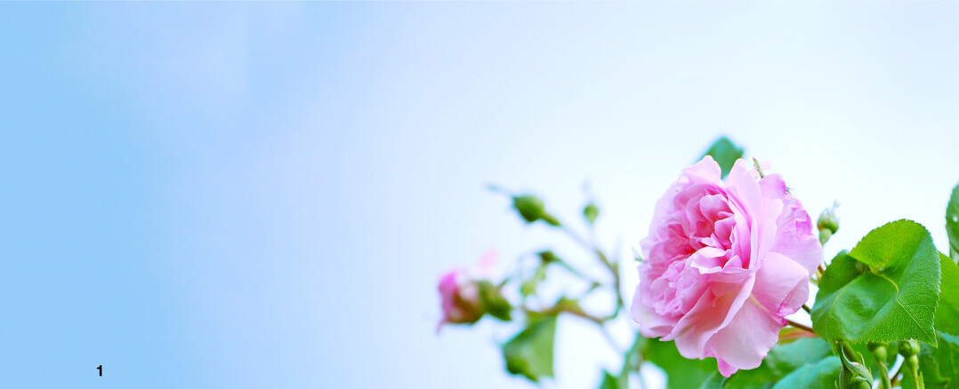 Jetzt im Juni blhen die Rosen im Rosengarten.