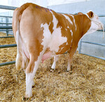 Topseller: Diese Hayabusa-Tochter mit 31,7 kg Milch von Christoph Zipperer erzielte den Tageshöchstpreis von 2640 Euro.