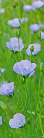 Lein findet sich wieder öfter in der Natur und auf den Feldern.