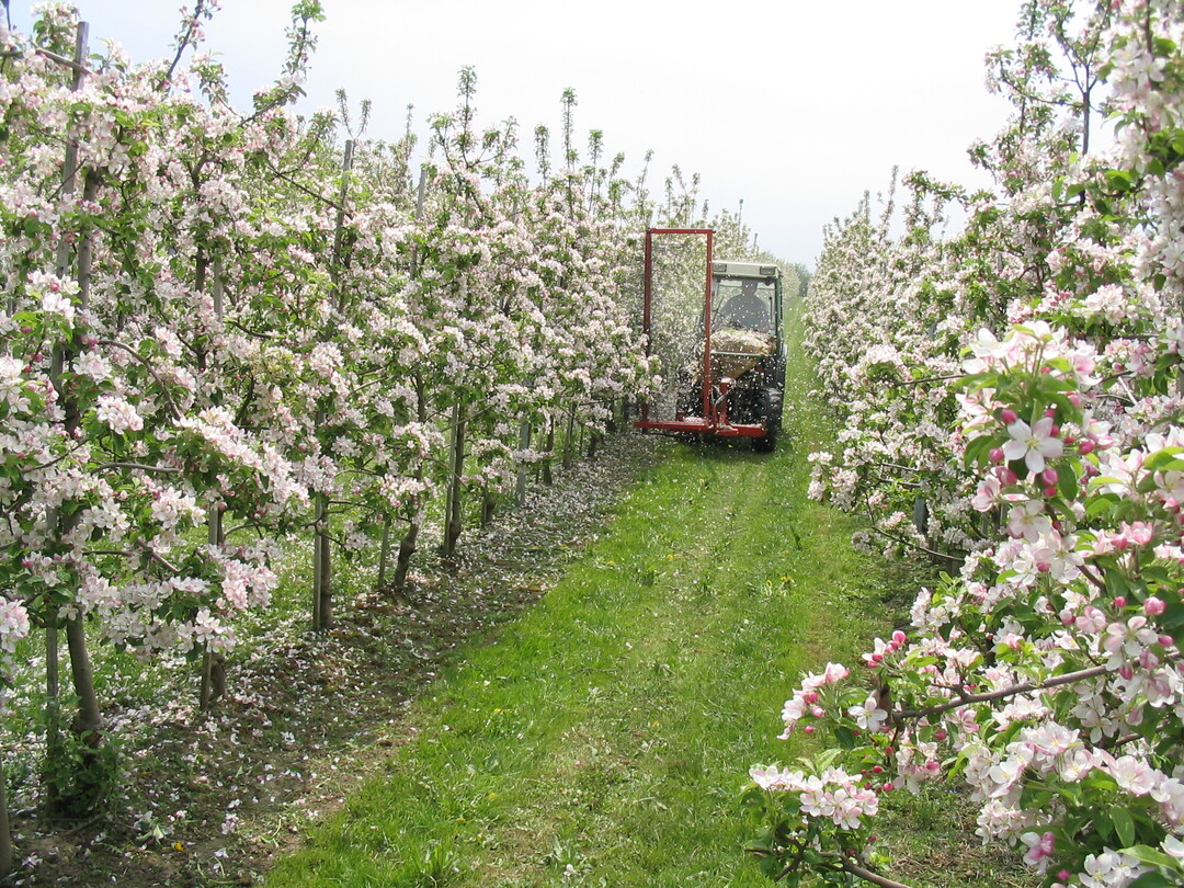 Mit dem Darwin-Gerät kann in Kernobstanlagen von Blühbeginn bis zur Vollblüte mechanische ausgedünnt werden.