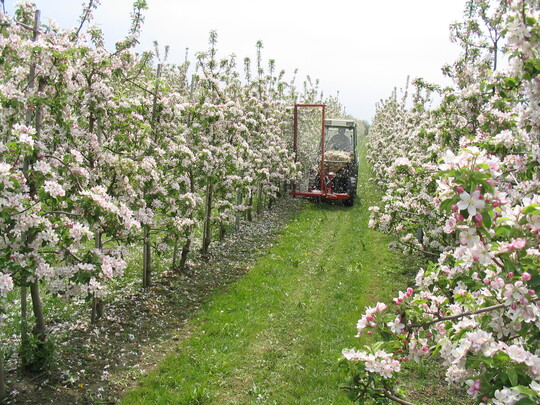 Mit dem Darwin-Gerät kann in Kernobstanlagen von Blühbeginn bis zur Vollblüte mechanische ausgedünnt werden.