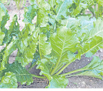 Unkrautrüben wachsen neben der Reihe.