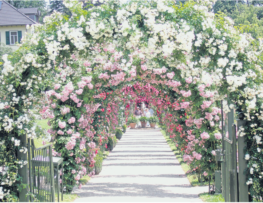 Zur Hauptblütezeit im Juni bietet der Rosenneuheitengarten in Baden-Baden traumhafte Impressionen perfekte, um viele Sorten zu begutachten.