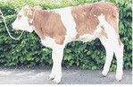 Teuerstes Kuhkalb mit 840 Euro war dieses Rosskur-Kuhkalb von Hubert Ewald, Bräunlingen.