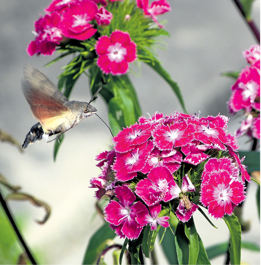 Wie ein kleiner Kolibri fliegt dieses Taubenschwänzchen um die Bartnelke. Im Schwirrflug saugt es mit seinem langen Rüssel den Nektar aus den Blüten. Es gehört zur Schmetterlingsfamilie der Schwärmer. Man kann es bei Einbruch der Dämmerung gut beobachten.