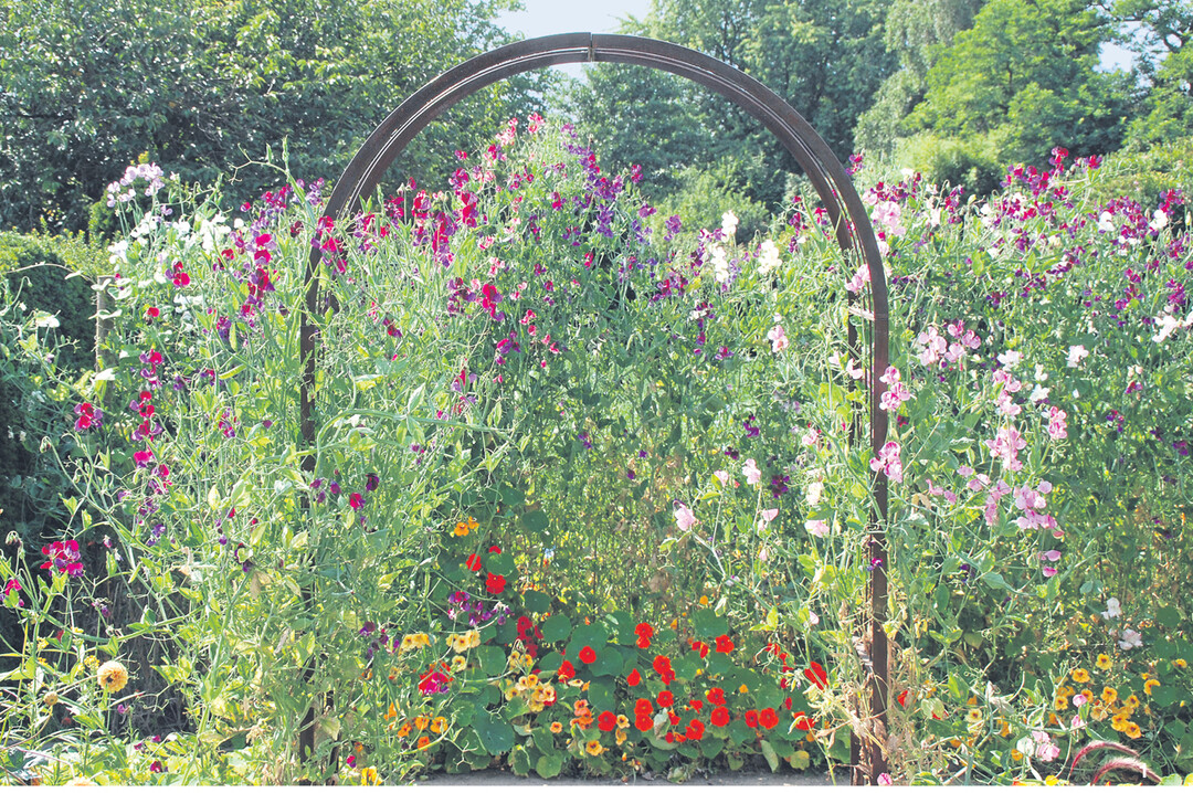Duftwicken (Lathyrus odoratus) können an einem Bogen emporranken. An einem stabilen Maschendrahtzaun breiten sie sich zu einem Blütenvorhang aus.