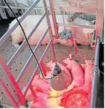 In den Bewegungsbuchten sind Ferkelnest und Sauentrog am Kontrollgang angeordnet. Die Nester sind ohne Abdeckung.