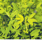 Auch die Gruppe der kleinkörnigen Leguminosen hält Zwischenfrüchte bereit (v. l.: Alexandrinerklee, Perserklee und Sparriger Klee).