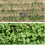 Buchweizen (unten) sowie Hafer (oben) zeigen vier Wochen nach ihrer Etablierung deutliche Unterschiede hinsichtlich der Bodenbedeckung.