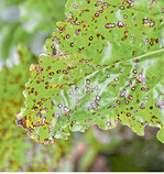 Cercospora beticola  die gefährlichste Blattfleckenkrankheit für Rüben.