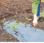 Das Aufschneiden der Löcher für die Pflanzen erfolgt manuell.