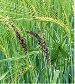 Von Flugbrand befallene Gerstenbestände sollten keinesfalls als Saatgut verwendet werden.