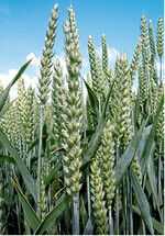 Moderne Weizensorten sind auch unter schwierigen Anbaubedingungen den alten Sorten überlegen.