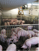 Werden Schweine in der Endmast mit mehr Aminosäuren gefüttert, nehmen sie trotz des abgesenkten Rohproteingehaltes in der Ration stärker zu.