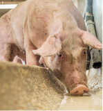 Ob flüssig, pelletiert oder gemahlen  die Futterauswahl entscheidet über einen glücklichen" Darm. Ein Schweinemagen verdaut alles. Aber nicht alles, was verdaulich ist, fördert die Gesundheit und die Leistung.