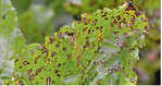 Cercospora richtet in Zuckerrüben zunehmend Schäden an.