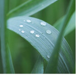 Wertvolles Wasser. Trockenzeiten erfordern eine angepasste Strategie, um Pflanzen trotzdem effizient zu düngen.