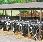 Für die Aufstallung der Jungrinder eignen sich einfache Pultdachhallen mit einem beispielsweise außenliegenden Futtertisch.