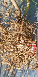 Kontrollieren Sie insbesondere bei den Sojabohnen und den Weißen Lupinen bis zum Blühbeginn, ob ausreichend Wurzelknöllchen vorhanden sind.