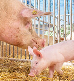 Die Remontierung von künftigen Muttersauen auf dem eigenen Betrieb ist eine Alternative zum Jungsauenzukauf.