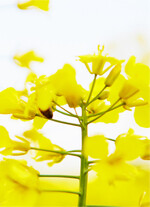 Winterrapshybride von Corteva mit Sklerotiniaresistenz