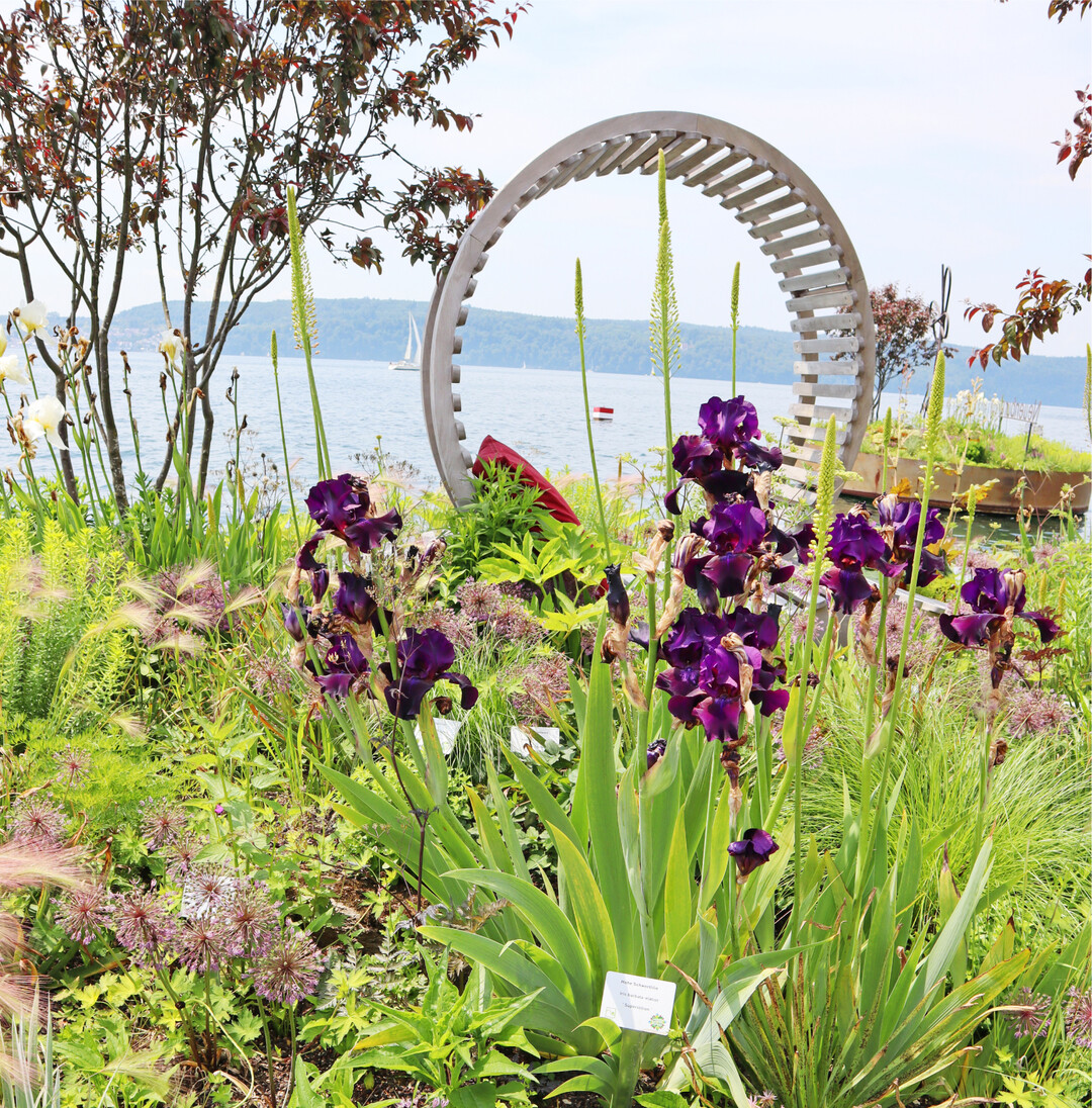 Wunderschön ist dieser Blick auf den Bodensee. Wo? Auf der Landesgartenschau in Überlingen. Zu den Highlights zählt der Garten Die Leichtigkeit des Seins mit Looping-Sitzgelegenheit im Bereich Schwimmende Gärten. Die Gartenschau ist bis zum 17. Oktober geöffnet. Besucher benötigen momentan keinen negativen Coronatest für den Eintritt.