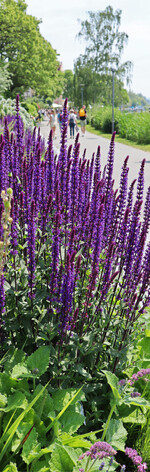 Blütenpracht begleitet die Besucher auf den Uferwegen.