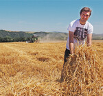 Im Raum Mannheim läuft die Ernte an. Die jüngste Trockenheit dürfte die Erträge begrenzen.
