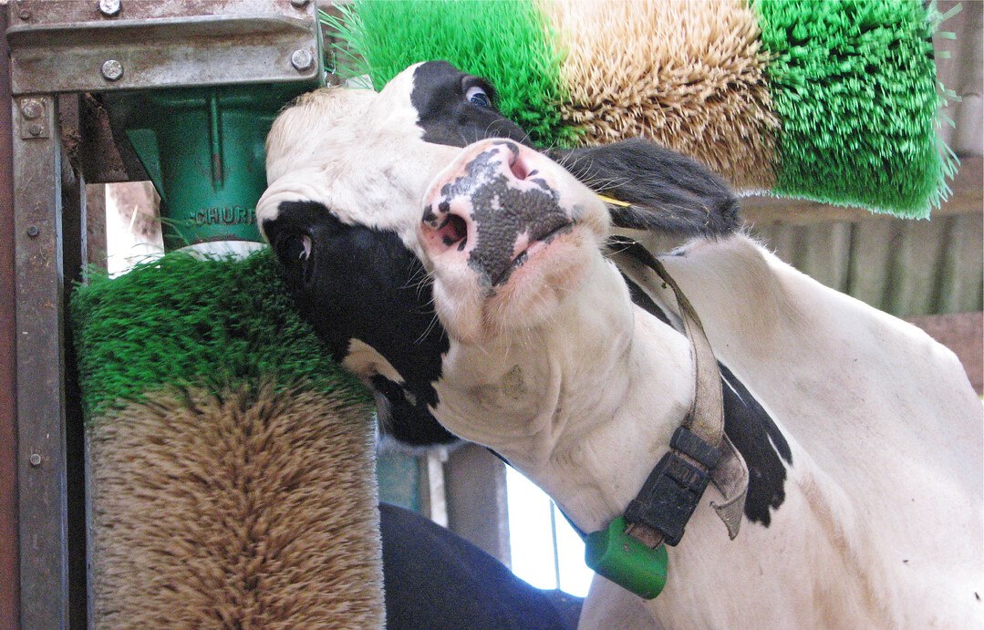 Nach Lust und Laune kratzen: Fellpflege ist ein Grundbedürfnis von Kühen und fördert ihr Wohlbefinden. Im Gegenzug steigt die Leistungsfähigkeit der Tiere.
