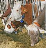 Anhaltende Hitze wirkt sich auf die Futteraufnahme der Tiere aus. Am Silo und am Trog sollte daher durch geeignete Maßnahmen darauf geachtet werden, dass die erreichte Futterqualität erhalten bleibt.