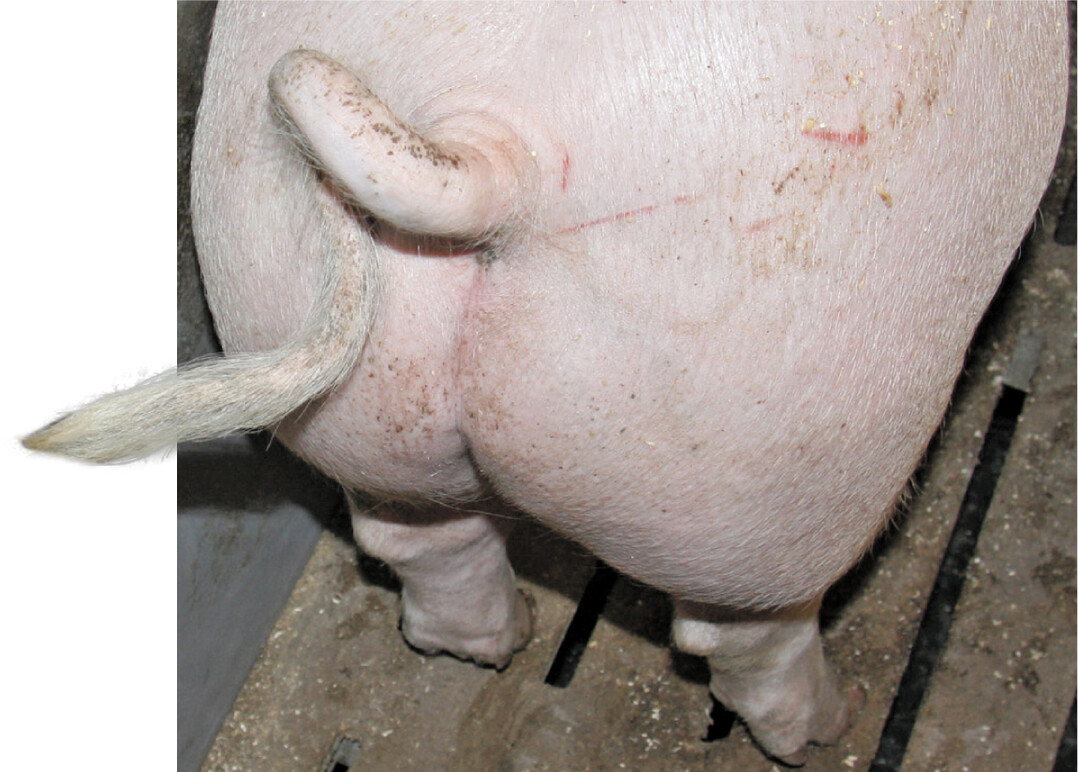 Schwanzbeißen ist eine multifaktoriell hervorgerufene Verhaltensstörung, die in der Regel aus einer Überforderung der Tiere durch verschiedene Stressfaktoren resultiert.