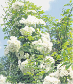 Die weißblühende RamblerroseWhite Flightist eine Züchtung von 1923.