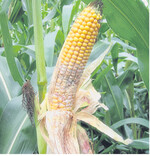 Fusarium-Befall an Mais