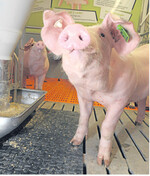 Das Schweinemobil gibt Verbrauchern Einblicke in moderne Ställe.