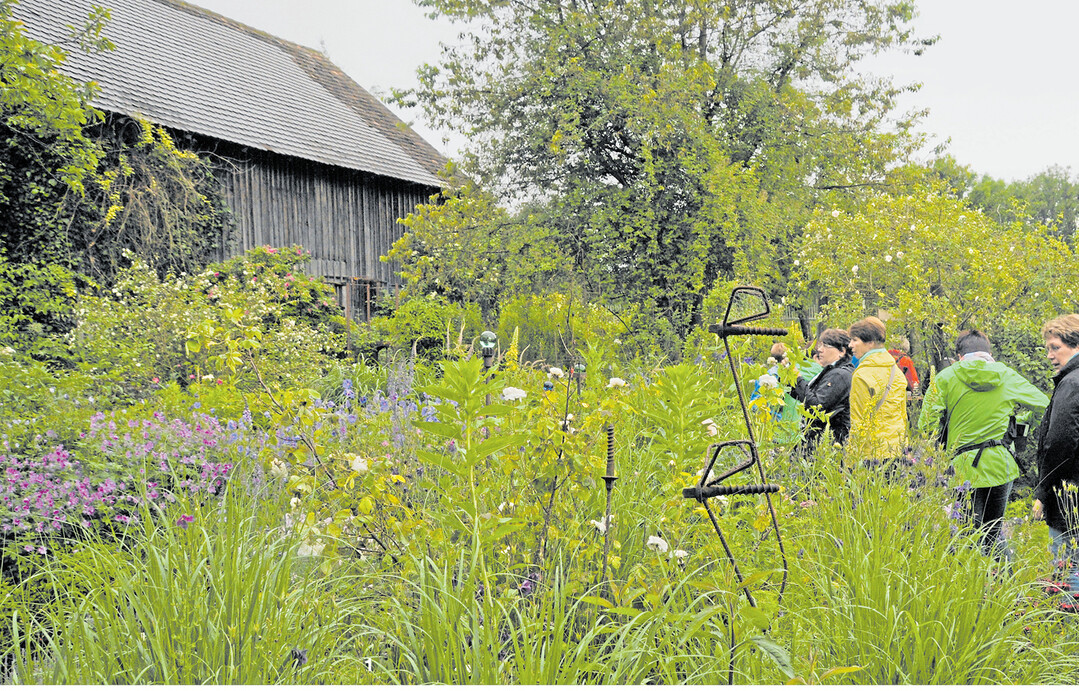 Im Naturgarten von Ulrike und Jürgen Jauch in Aulendorf-Bönried gibt es viel zu entdecken. Zwischen den üppig wachsenden Großstauden ragen immer wieder selbst gemachte Kunstobjekte aus Metall, Holz oder Keramik empor, die historischen Rosen als Klettergerüst dienen.