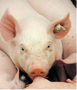 Innerhalb eines Jahres verringerte sich der Schweinebestand in Deutschland um rund eine Million Tiere.