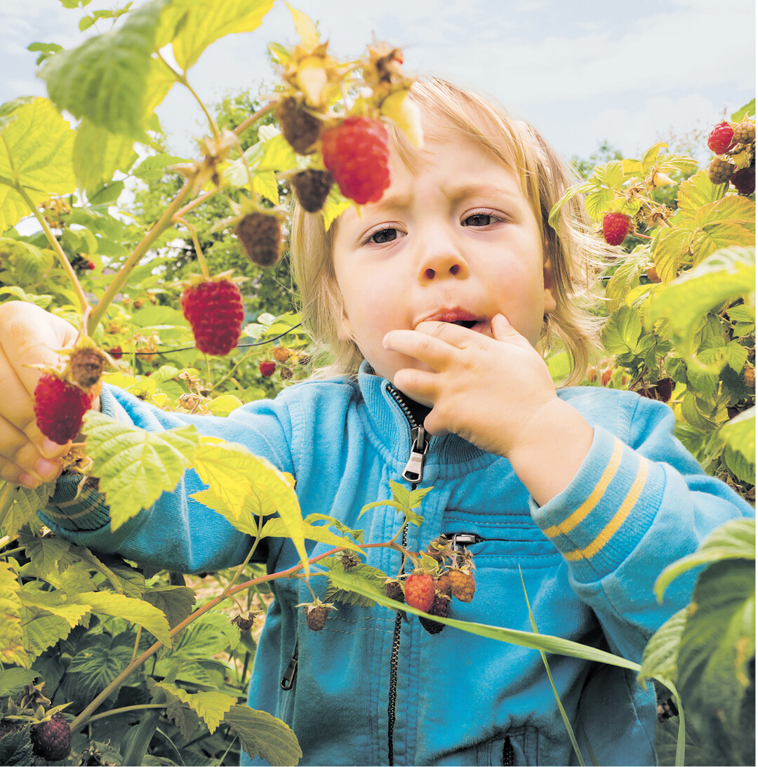 bild der woche Das Praktische an Beeren: Man kann sie vom Strauch direkt in den Mund stecken. Wer die süßen Früchte aus dem Garten auch noch im Winter genießen möchte, kann Marmelade kochen. Damit die Vorratsgläser lange halten gilt es einige Hygieneregeln zu beachten. Mehr dazu lesen Sie auf Seite 36.