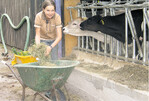 Mancher Jugendliche hat beim Landleben-Aufenthalt seine Berufung für eine Ausbildung in der Landwirtschaft gefunden.