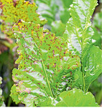 Die gefährlichste Blattfleckenkrankheit für Rüben ist Cercospora beticola.