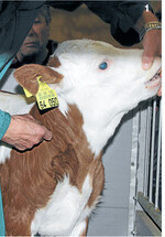 Die Sedation erfolgt zehn bis 15 Minuten vor dem Eingriff.