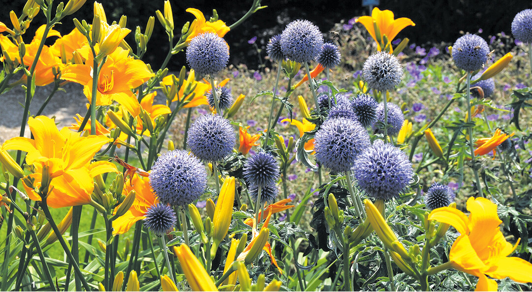 Banater Kugeldistel (Echinops bonnaticus) und orangefarbene Taglilien (Hemerocallis Orange Velvet).