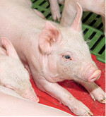 Ohne dass sie selbst klinisch krank werden, können Ferkel Salmonellen von der Abferkelbucht mit ins Flatdeck bringen.